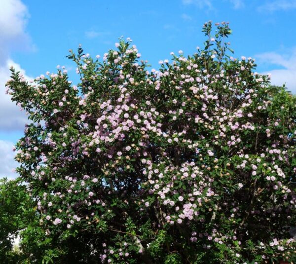 Dais cotinifolia - Árvore Pompom, Pompom-Boom - Image 4