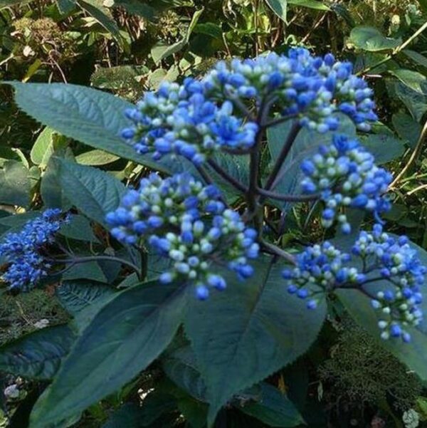 Dichroa febrifuga - Hortência Tibetana, Hortênsia Perene Azul, Quinino Chinês - Image 7