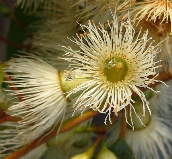 Eucalyptus melliodora - Eucalipto Melífero, Yellow Box