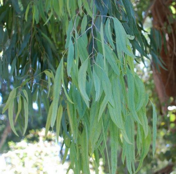 Eucalyptus melliodora - Eucalipto Melífero, Yellow Box - Image 2