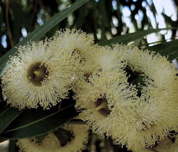 Eucalyptus melliodora - Eucalipto Melífero, Yellow Box - Image 4
