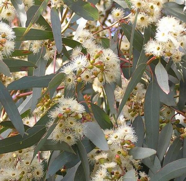 Eucalyptus melliodora - Eucalipto Melífero, Yellow Box - Image 6