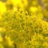 Galium verum subsp. Verum - Erva Coalheira, Erva do coalho, Coalho De Queijo, Gálio, Ladys Bedstraw - Image 2