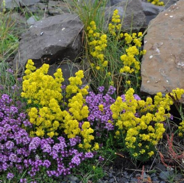 Galium verum subsp. Verum - Erva Coalheira, Erva do coalho, Coalho De Queijo, Gálio, Ladys Bedstraw - Image 4