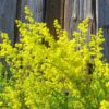 Galium verum subsp. Verum - Erva Coalheira, Erva do coalho, Coalho De Queijo, Gálio, Ladys Bedstraw