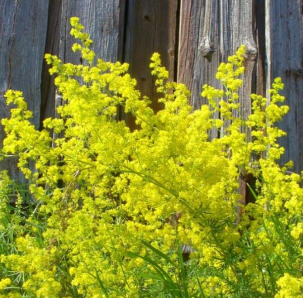 Galium verum subsp. Verum - Erva Coalheira, Erva do coalho, Coalho De Queijo, Gálio, Ladys Bedstraw