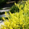 Galium verum subsp. Verum - Erva Coalheira, Erva do coalho, Coalho De Queijo, Gálio, Ladys Bedstraw - Image 6