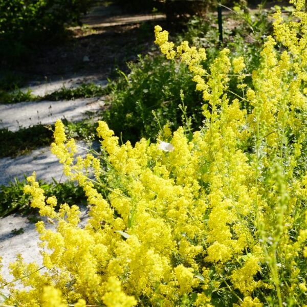 Galium verum subsp. Verum - Erva Coalheira, Erva do coalho, Coalho De Queijo, Gálio, Ladys Bedstraw - Image 6