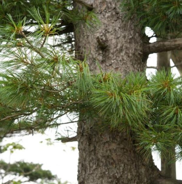 Pinus koraiensis - Pinheiro Coreano, Pinho Coreano, Pinnothin, Pinhole - Image 2