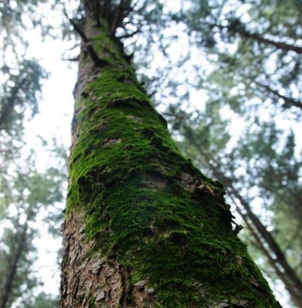 Pinus koraiensis - Pinheiro Coreano, Pinho Coreano, Pinnothin, Pinhole - Image 5