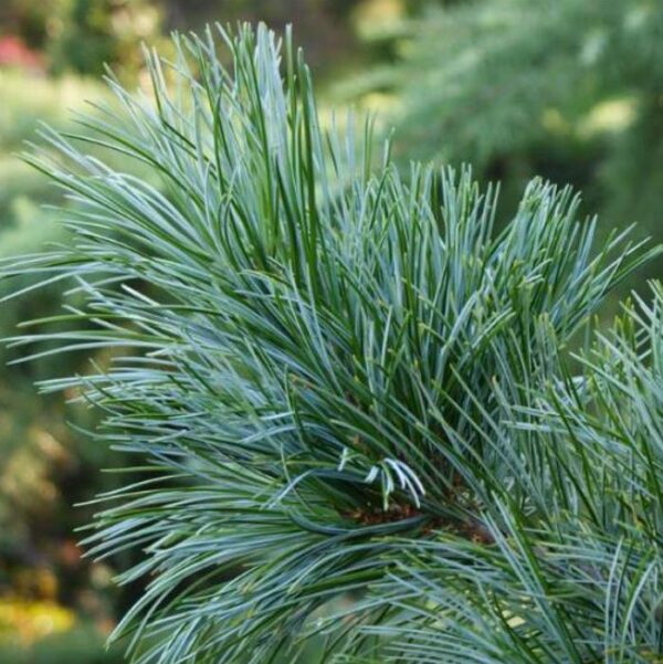 Pinus koraiensis - Pinheiro Coreano, Pinho Coreano, Pinnothin, Pinhole - Image 6