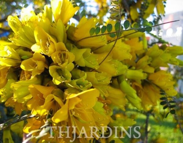 Sophora tetraptera - Kowhai, Árvore Laburnum da Nova Zelândia - Image 2