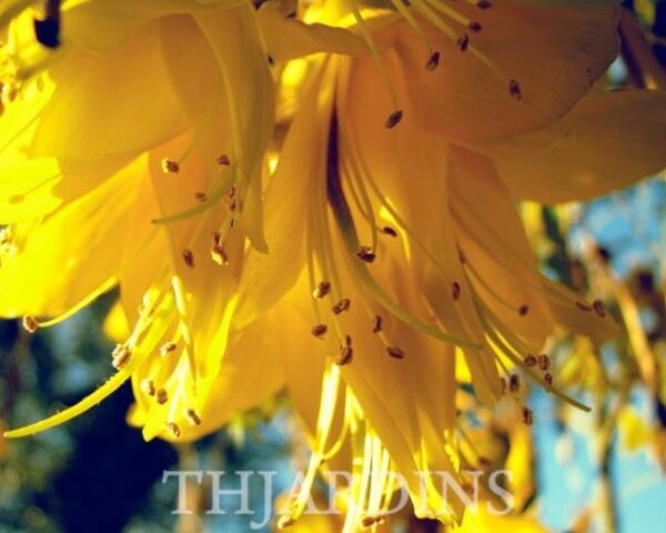 Sophora tetraptera - Kowhai, Árvore Laburnum da Nova Zelândia - Image 3