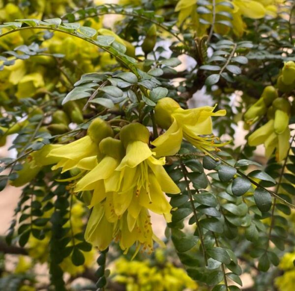 Sophora tetraptera - Kowhai, Árvore Laburnum da Nova Zelândia - Image 5