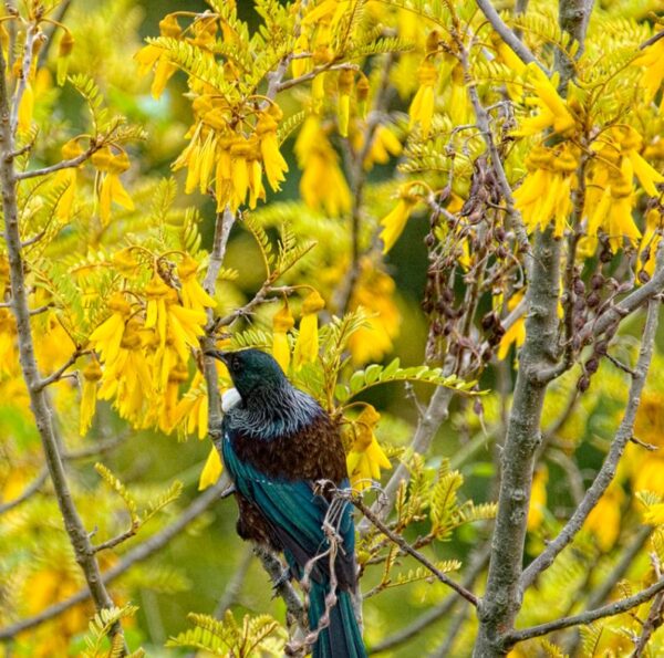 Sophora tetraptera - Kowhai, Árvore Laburnum da Nova Zelândia - Image 6