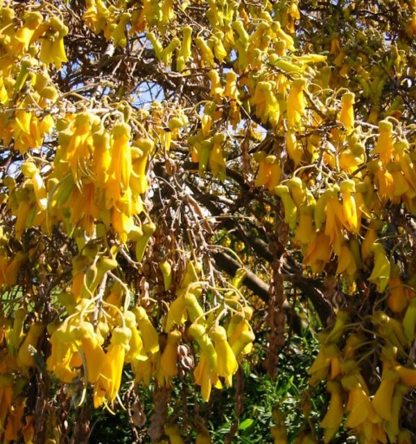 Sophora tetraptera - Kowhai, Árvore Laburnum da Nova Zelândia - Image 7
