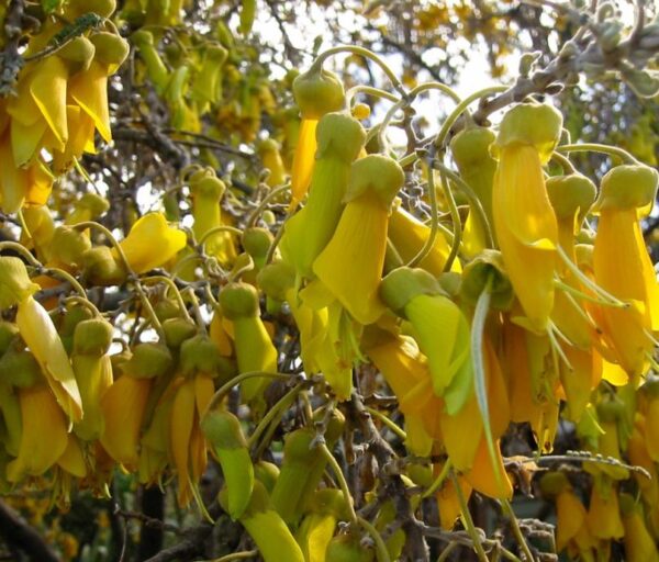 Sophora tetraptera - Kowhai, Árvore Laburnum da Nova Zelândia - Image 8