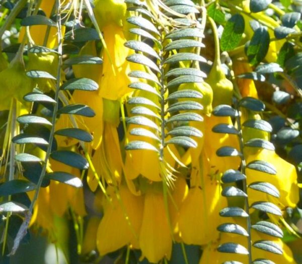 Sophora tetraptera - Kowhai, Árvore Laburnum da Nova Zelândia - Image 9