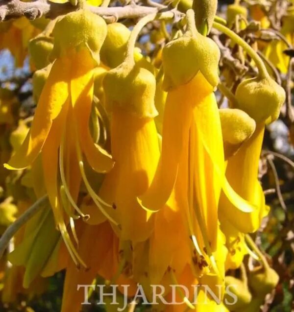 Sophora tetraptera - Kowhai, Árvore Laburnum da Nova Zelândia - Image 10