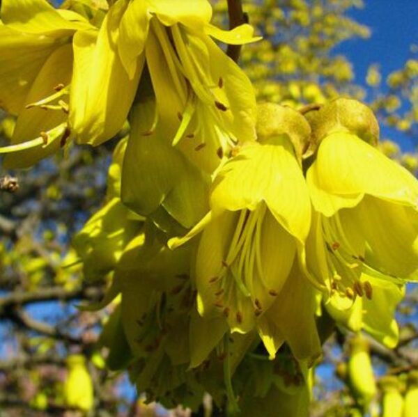 Sophora tetraptera - Kowhai, Árvore Laburnum da Nova Zelândia - Image 11