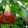 Brugmansia Sanguinea - Brugmansia vermelha, árvore datura vermelha, árvore trombeta de anjo