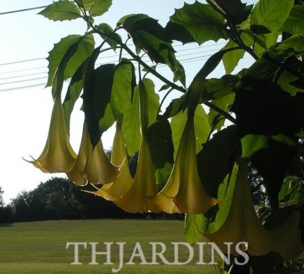 Brugmansia suaveolens var. Amarelo - Brugmansia amarela, Árvore Datura Floração amarela, Árvore Trombeta de Anjo amar - Image 3