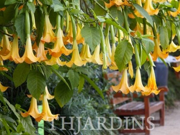 Brugmansia suaveolens var. Amarelo - Brugmansia amarela, Árvore Datura Floração amarela, Árvore Trombeta de Anjo amar - Image 5