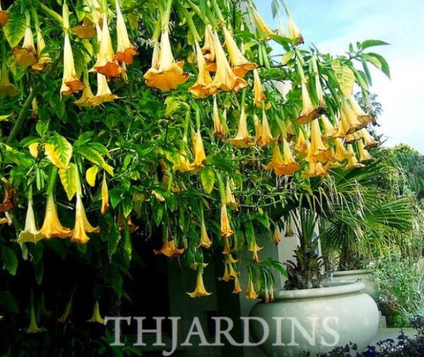 Brugmansia suaveolens var. Amarelo - Brugmansia amarela, Árvore Datura Floração amarela, Árvore Trombeta de Anjo amar - Image 7