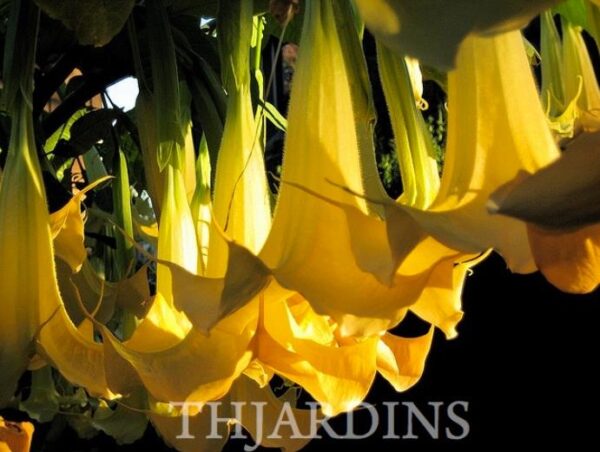 Brugmansia suaveolens var. Amarelo - Brugmansia amarela, Árvore Datura Floração amarela, Árvore Trombeta de Anjo amar - Image 8