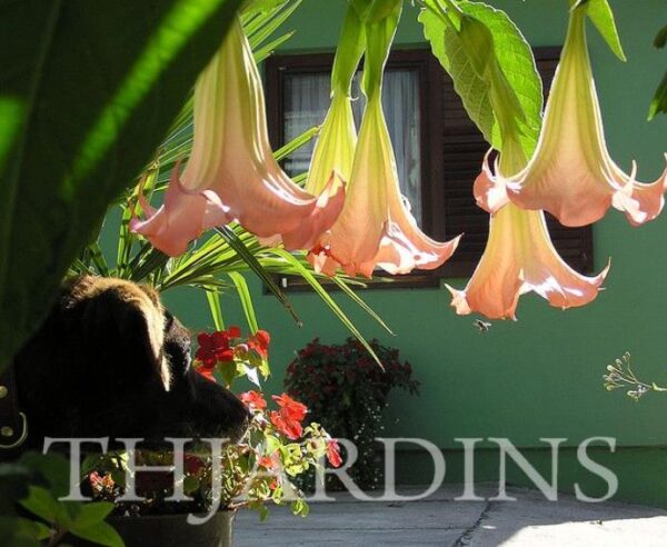 Brugmansia suaveolens var. Rosa - Brugmansia rosa, Árvore Datura Floração rosa, Árvore Trombeta de Anjo rosa - Image 4