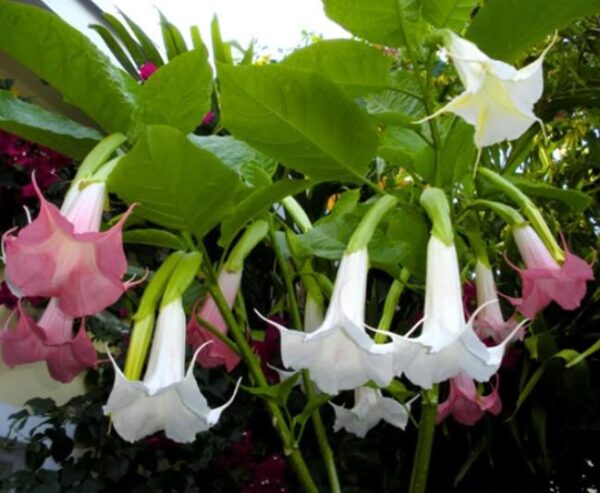 Brugmansia suaveolens var. Rosa - Brugmansia rosa, Árvore Datura Floração rosa, Árvore Trombeta de Anjo rosa - Image 5
