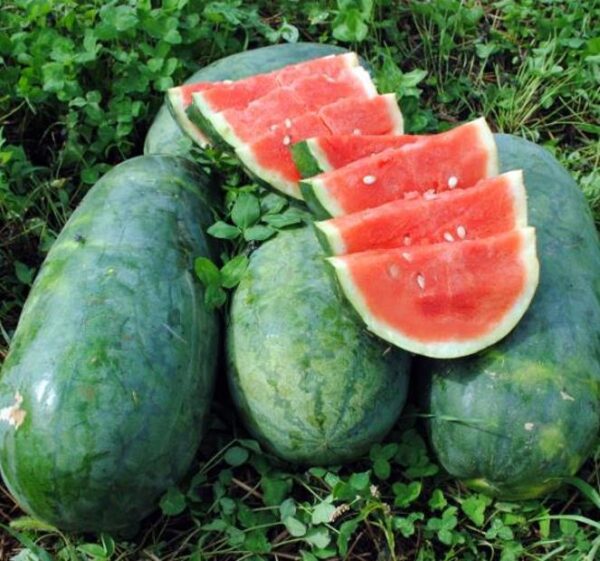 Citrullus lanatus Strawberry - Melancia Morango - Image 3