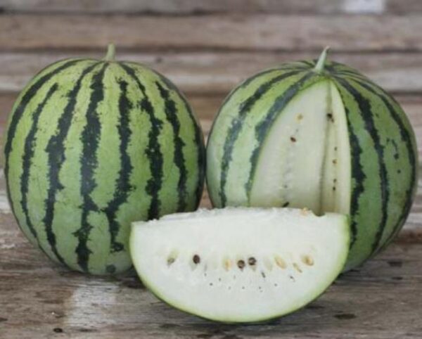 Citrullus lanatus White Wonder (Certificaçâo Orgânica) - Melancia Branca, Melancia Baunilha, Melancia White Wonder - Image 4