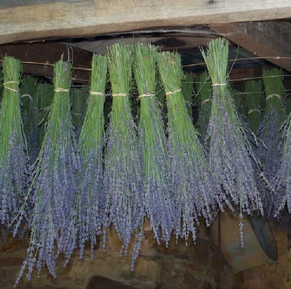 Lavandula angustifolia Hidcote blue - Lavanda Inglesa Azul, Alfazema Azul, Lavanda Azul - Image 4
