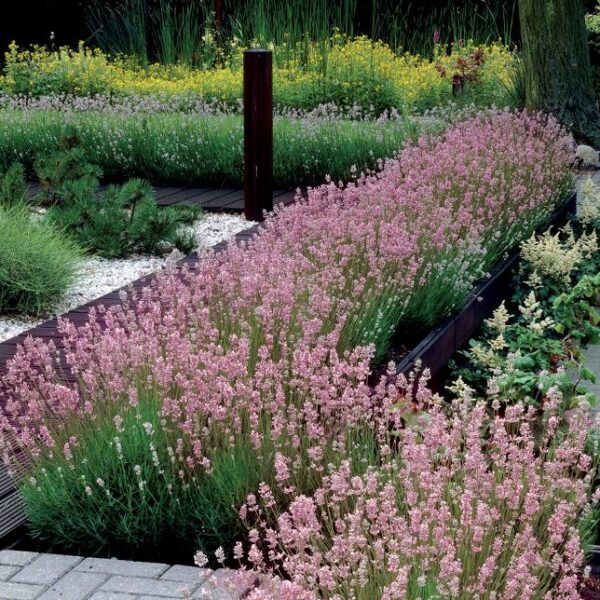 Lavandula angustifolia Rosea - Lavanda floração rosa, Alfazema rosa, Lavanda Inglesa rosa,, Lavanda pink - Image 2