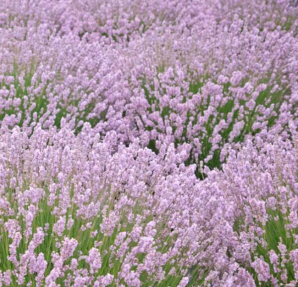 Lavandula angustifolia Rosea - Lavanda floração rosa, Alfazema rosa, Lavanda Inglesa rosa,, Lavanda pink - Image 4