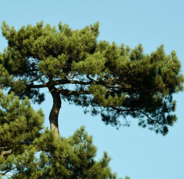 Pinus nigra Ssp laricio (Córsega) - Pinheiro Córsega, Pinheiro larício córsico, Pinheiro negro da Cór - Image 3
