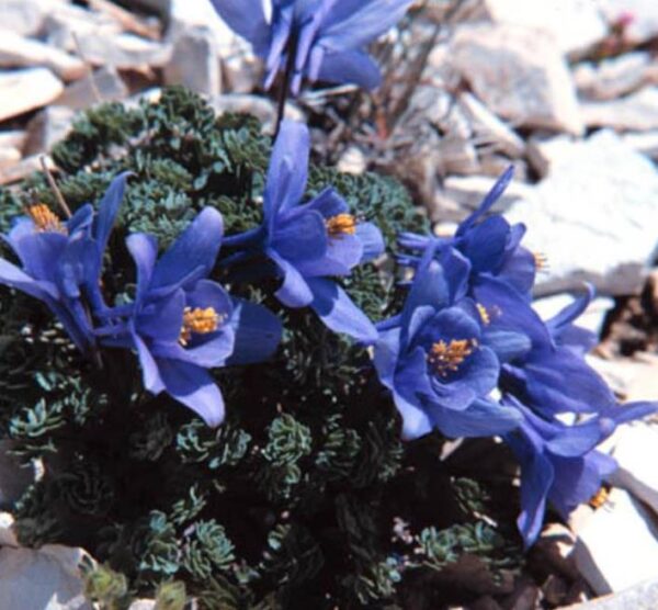 Aquilegia jonessi x Aquilegia saximontana - Aquilegia Diamante Azul, Rosa Columbina Diamante Azul - Image 2