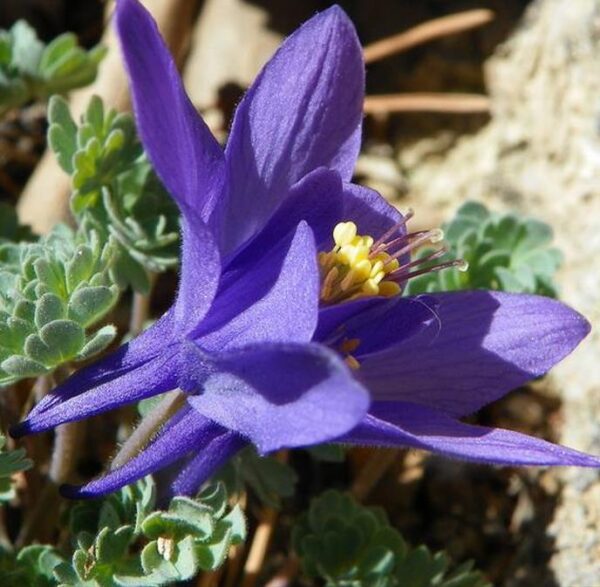 Aquilegia jonessi x Aquilegia saximontana - Aquilegia Diamante Azul, Rosa Columbina Diamante Azul - Image 4