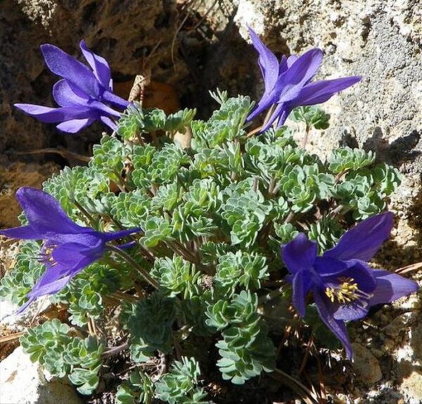 Aquilegia jonessi x Aquilegia saximontana - Aquilegia Diamante Azul, Rosa Columbina Diamante Azul - Image 7