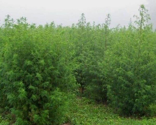 Artemisia annua - Artemisia Doce, Artemisia Antimalárica, Erva Mágica, Chinese Wormwood, Qing Hao - Image 3