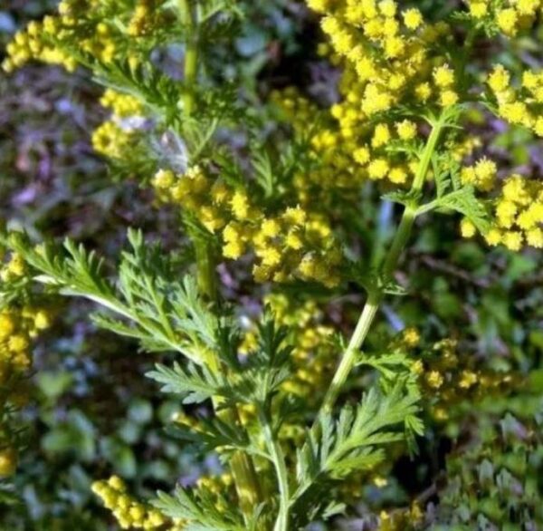 Artemisia annua - Artemisia Doce, Artemisia Antimalárica, Erva Mágica, Chinese Wormwood, Qing Hao - Image 7