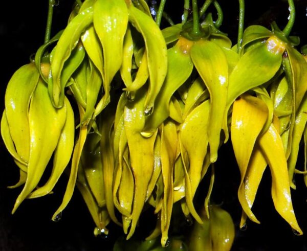 Cananga odorata - Ylang Ylang, Rainha dos Perfumes, Árvore Perfume, Flor das Flores