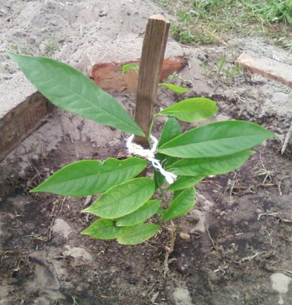Cananga odorata - Ylang Ylang, Rainha dos Perfumes, Árvore Perfume, Flor das Flores - Image 6