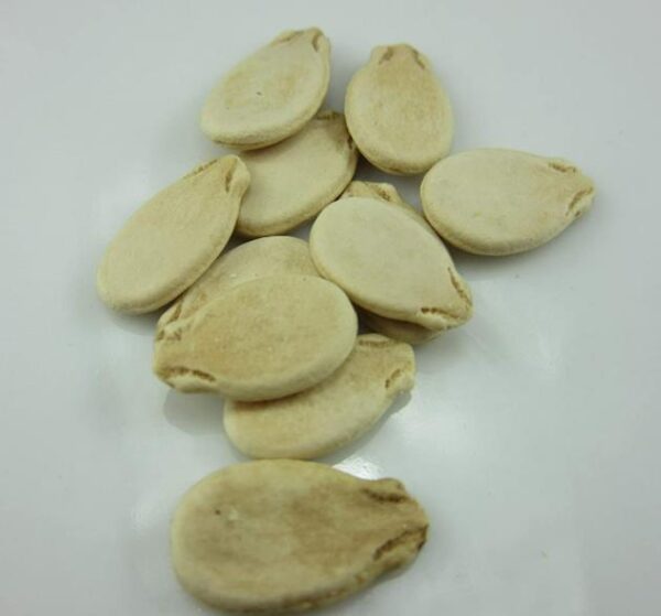 Citrullus lanatus Carolina Cross - Melancia Gigante, Melancia Guinness, Melancia Carolina Cross - Image 6