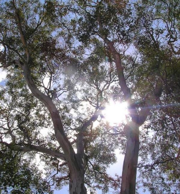 Corymbia blakei (Eucalyptus blakelyi) - Eucalipto Goma Vermelha do Blakely, Blakelys Red Gum