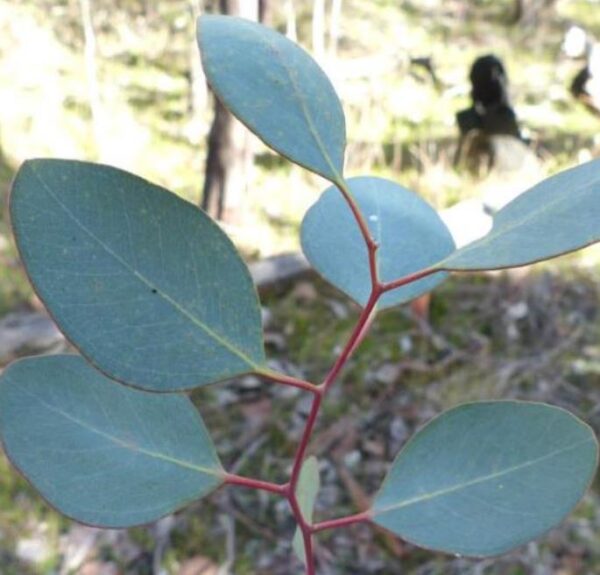 Corymbia blakei (Eucalyptus blakelyi) - Eucalipto Goma Vermelha do Blakely, Blakelys Red Gum - Image 6