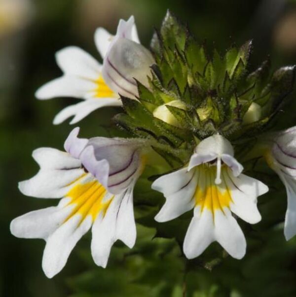 Euphrasia rostkoviana sp (Euphrasia officinalis) - Consolo da Vista, Colírio Eufrásia, Erva Medicinal Euphrasia, Eyebright, Eyewort