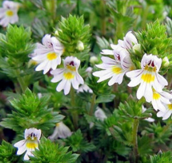 Euphrasia rostkoviana sp (Euphrasia officinalis) - Consolo da Vista, Colírio Eufrásia, Erva Medicinal Euphrasia, Eyebright, Eyewort - Image 2