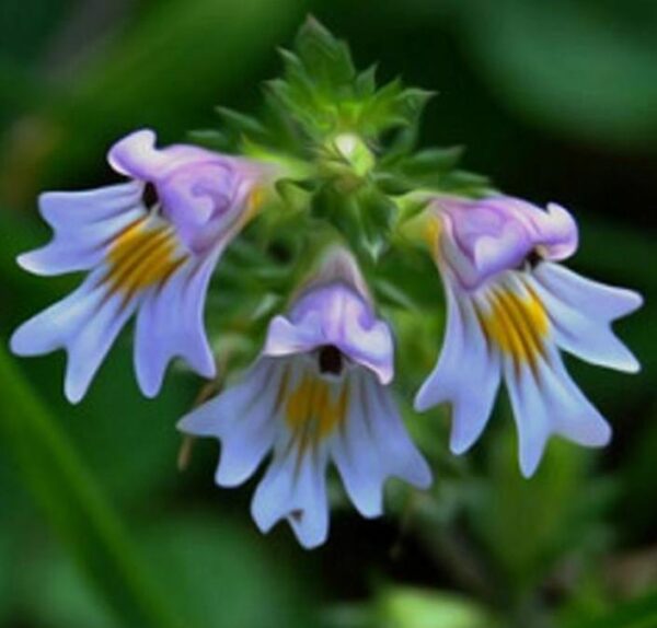 Euphrasia rostkoviana sp (Euphrasia officinalis) - Consolo da Vista, Colírio Eufrásia, Erva Medicinal Euphrasia, Eyebright, Eyewort - Image 3